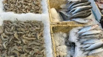 أسعار الأسماك في مطروح اليوم السبت 25-10-2025 وتثبيت سعر التونة عند 150 جنيهًا